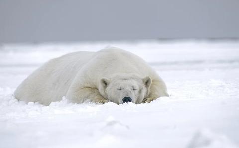 What Wildlife Will You See on an Arctic Expedition?