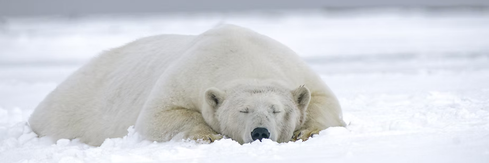 Expedition Cruise Artic Wildlife