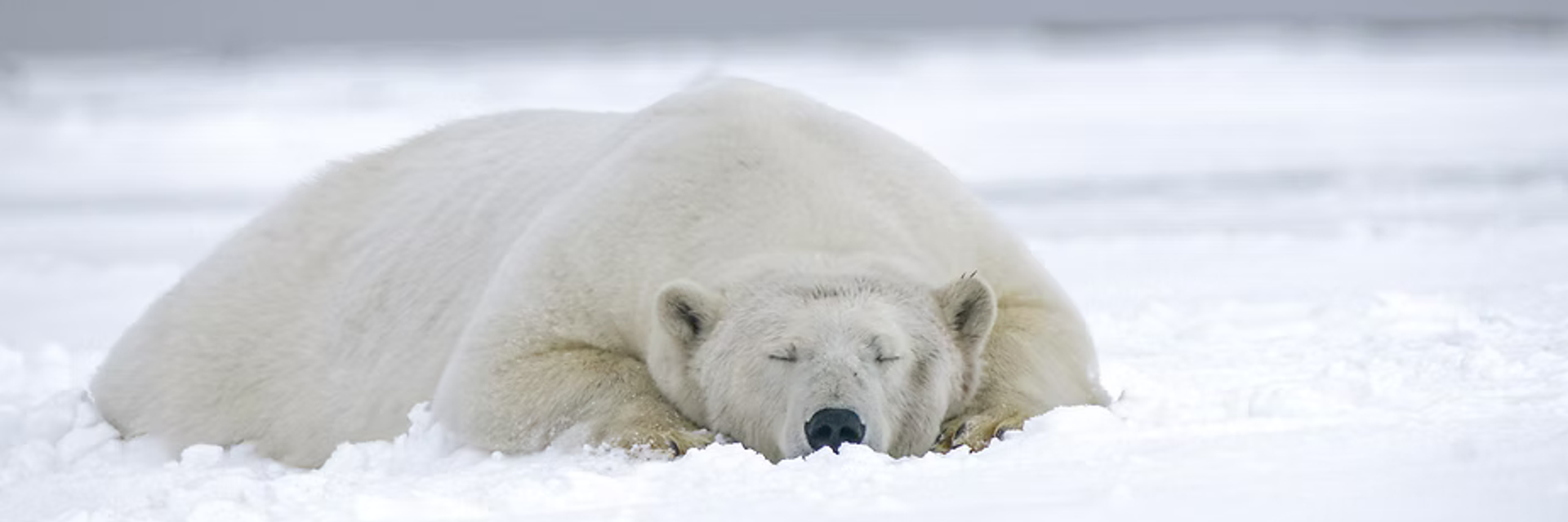 Expedition Cruise Artic Wildlife
