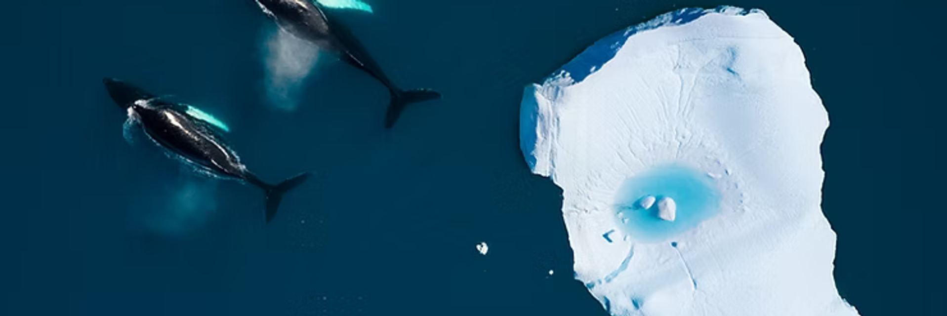 expedition experience Antarctica whales