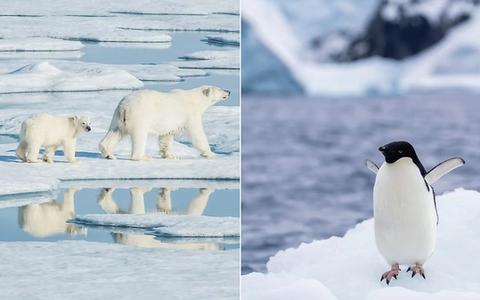 Arctic vs. Antarctica: Which Expedition Is Right for You?