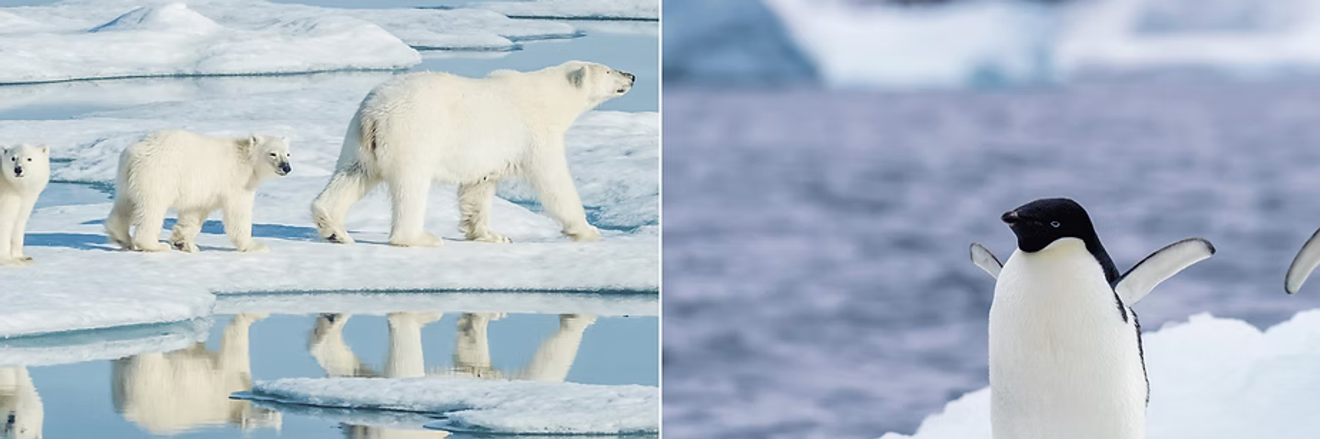 polar wildlife expedition cruise