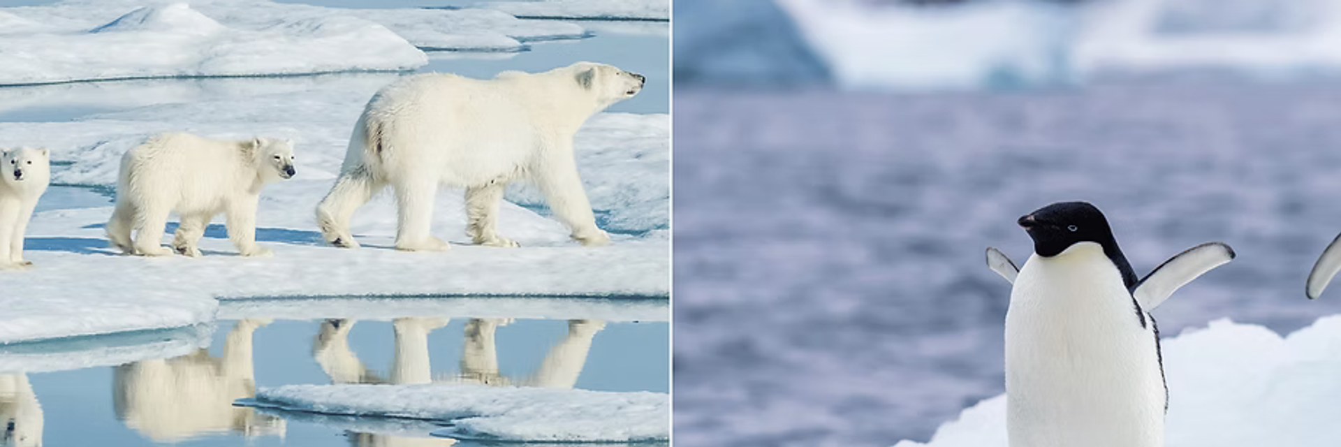 polar wildlife expedition cruise