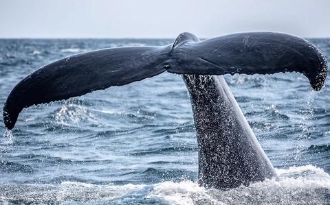 Azores Wildlife & Marine Life: What to Expect on an Expedition Cruise
