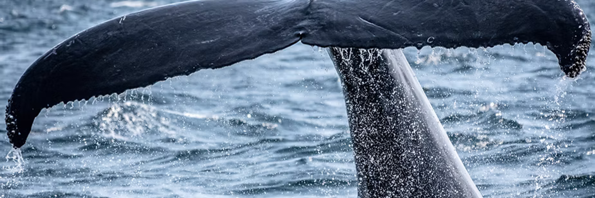 Expedition Cruise Wildlife