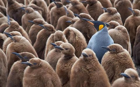 Antarctica Wildlife Guide: What You'll See and When