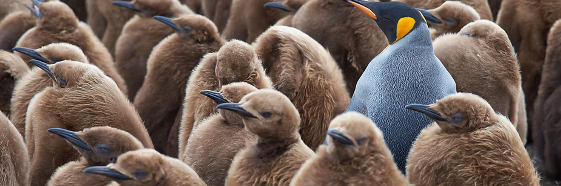 Antarctica penguins wildlife expedition cruise