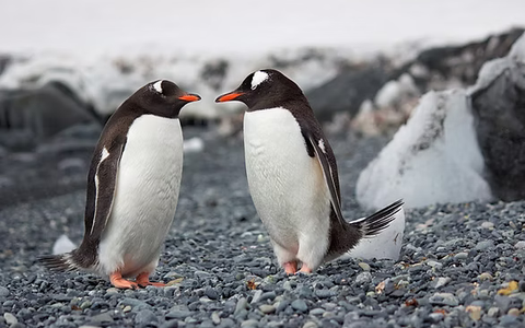 Best Antarctica Cruise Packages for Every Budget (2027–2028)