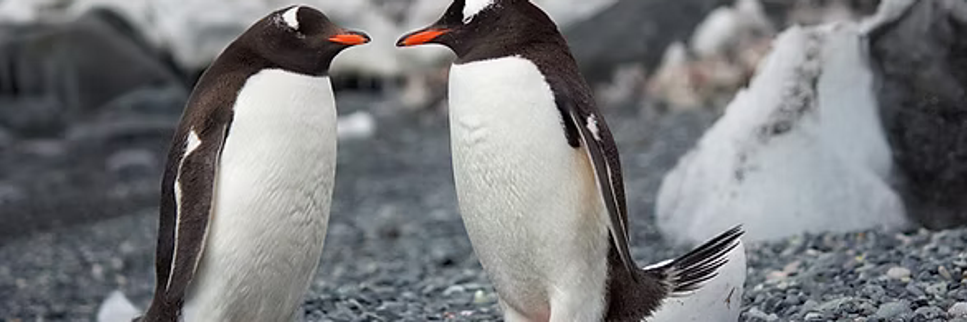 expedition cruise penguins