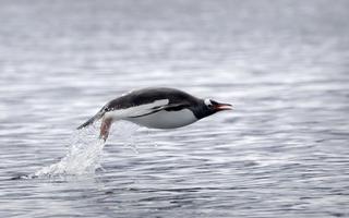 Antarctica Expedition Photography: Capturing Penguins, Icebergs & Whales | Expedition Experience