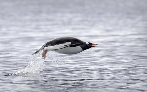 Antarctica Expedition Photography: Capturing Penguins, Icebergs & Whales | Expedition Experience