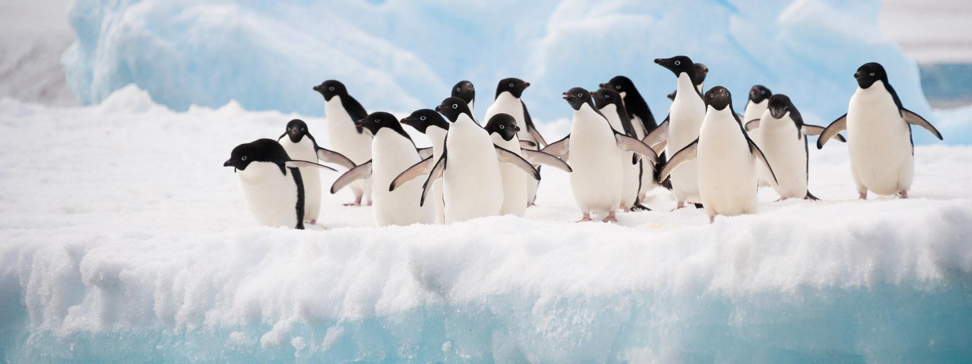 Antarctica Peninsula Adventure