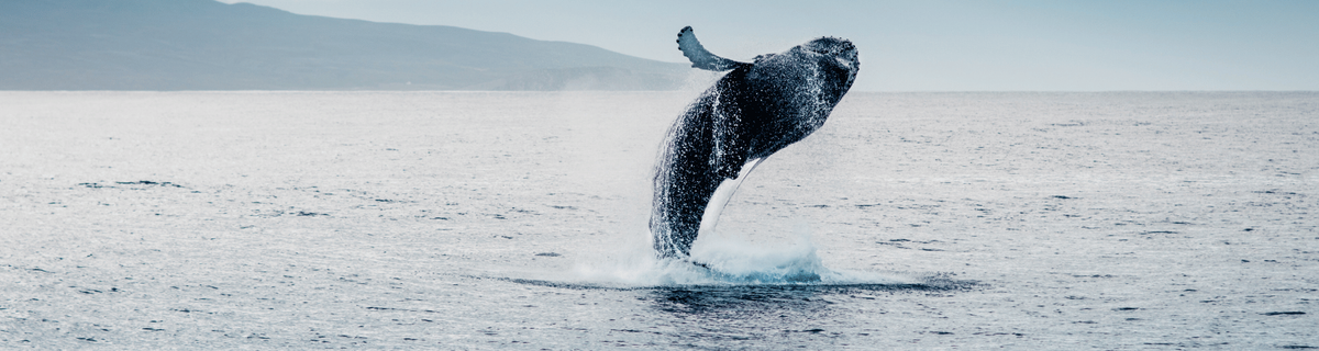 Iceland and other North Atlanic Islands wildlife