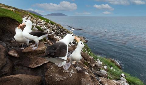 antarctica cruise