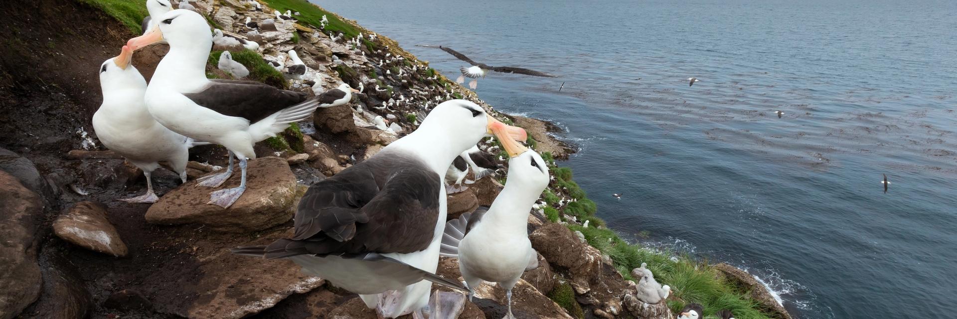 antarctica cruise