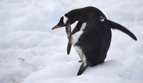expedition cruise antarctica penguins