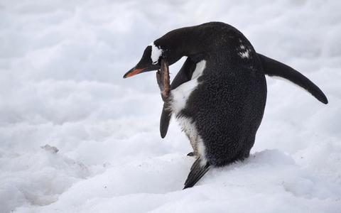 Antarctica Cruise FAQs: Answering the Internet's Most-Asked Questions