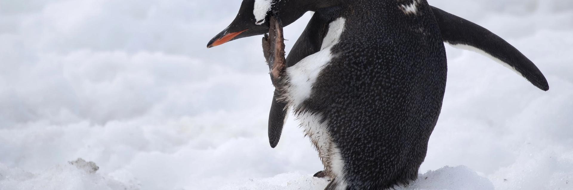 expedition cruise antarctica penguins