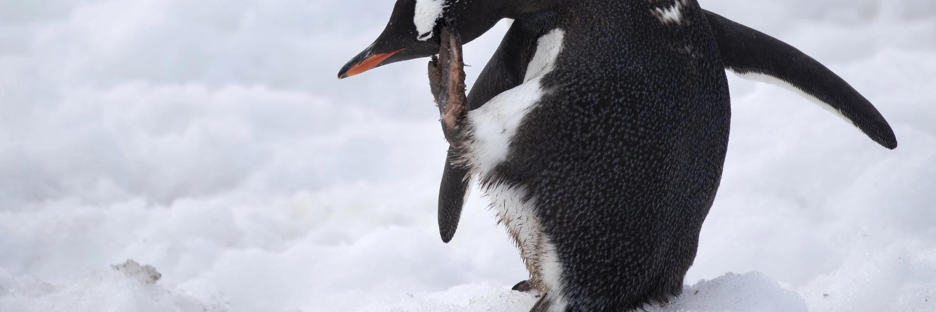 expedition cruise antarctica penguins