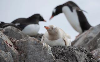 Antarctica Cruise from Australia: Routes, Costs & Best Time to Go