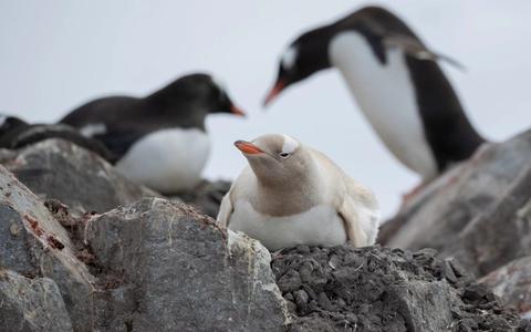 Antarctica Cruise from Australia: Routes, Costs & Best Time to Go