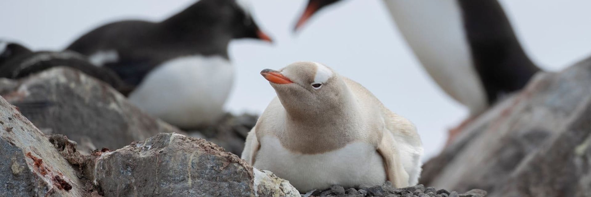 expedition cruise antarctica