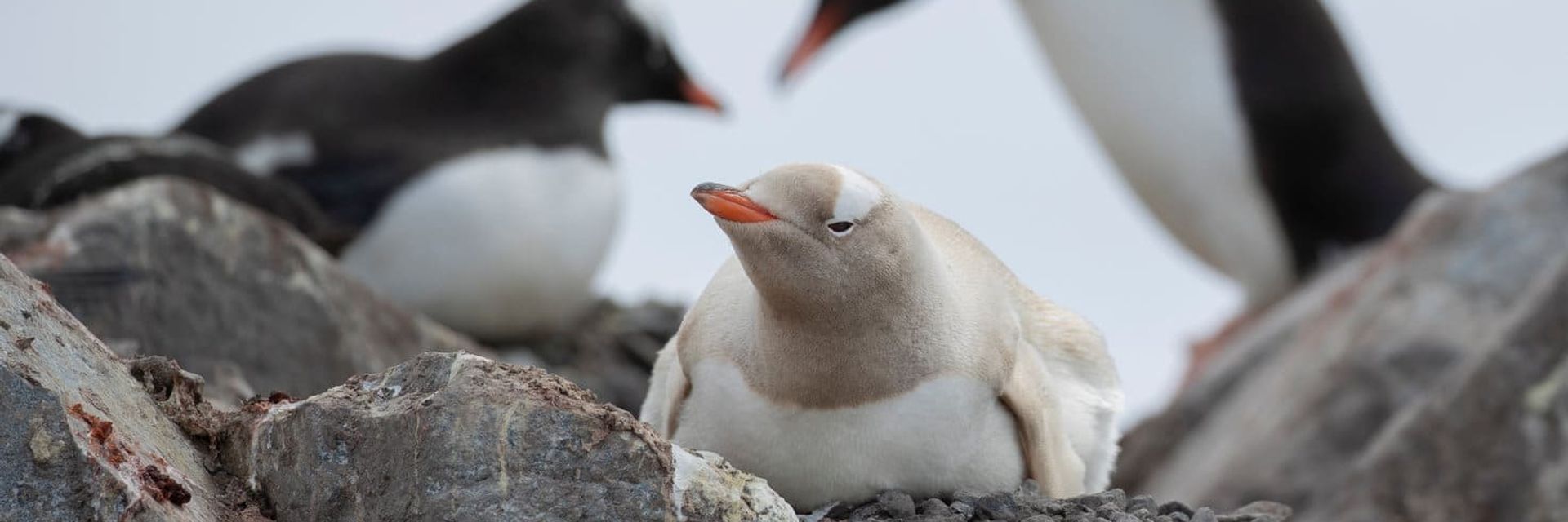 expedition cruise antarctica