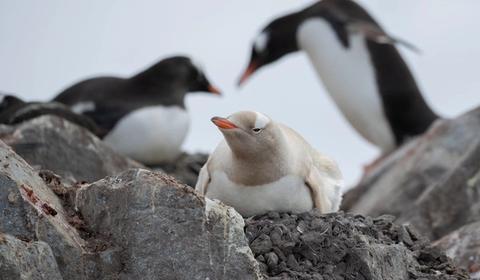 expedition cruise antarctica