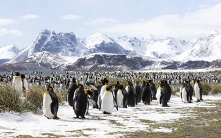 Antarctica Cruise from Canada: Getting to the White Continent