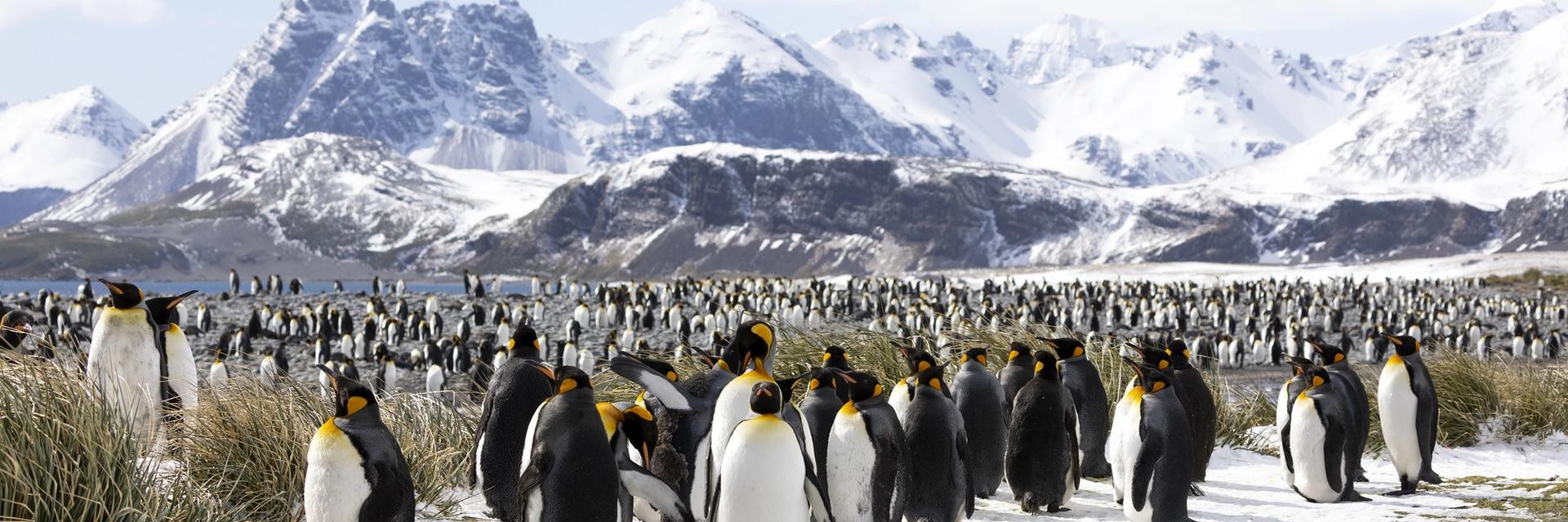 expedition cruise