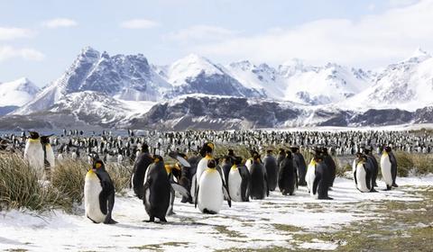 expedition cruise