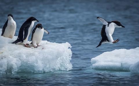 How to Choose the Best Antarctica Expedition Cruise for Your Budget