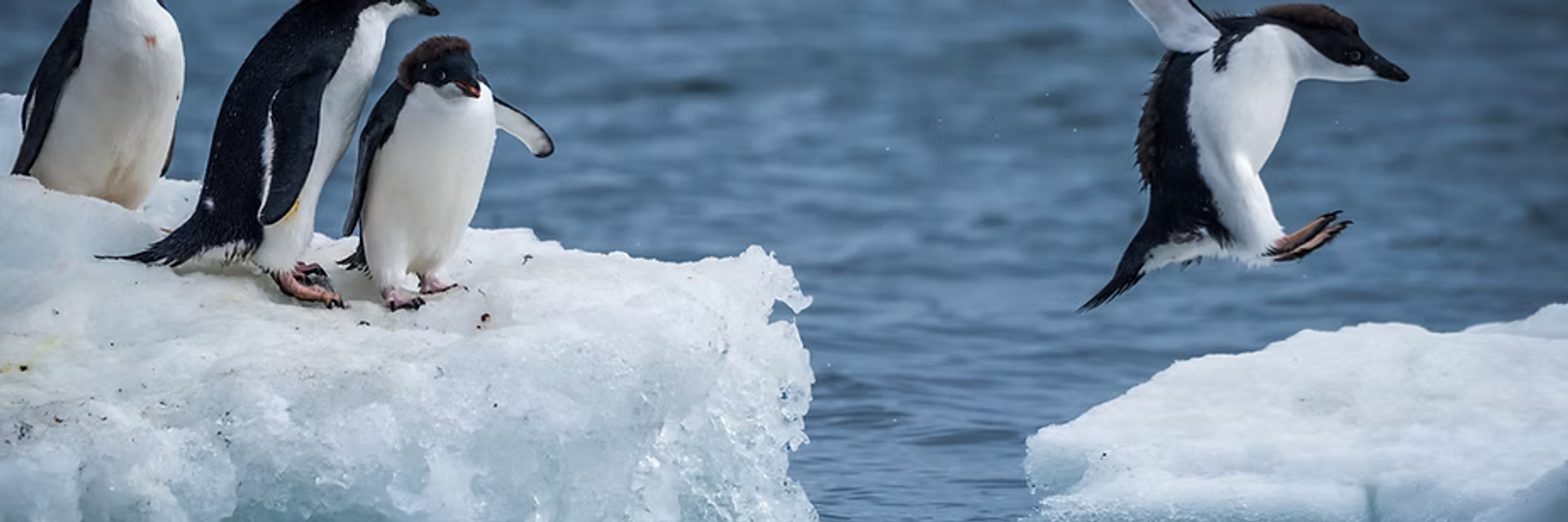 antarctica expedition cruise penguins