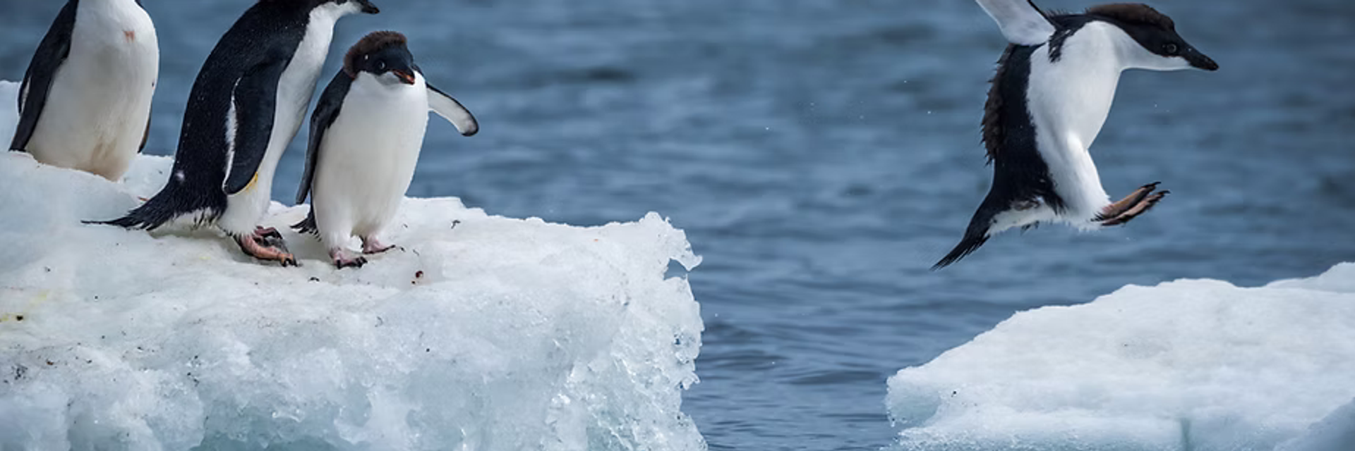 antarctica expedition cruise penguins