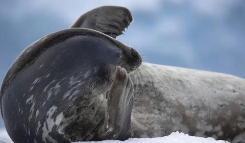 seal antarctica cruise