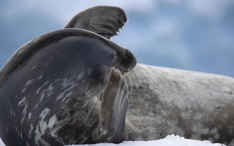 Antarctica Cruise for Solo Travelers: What to Know Before You Book