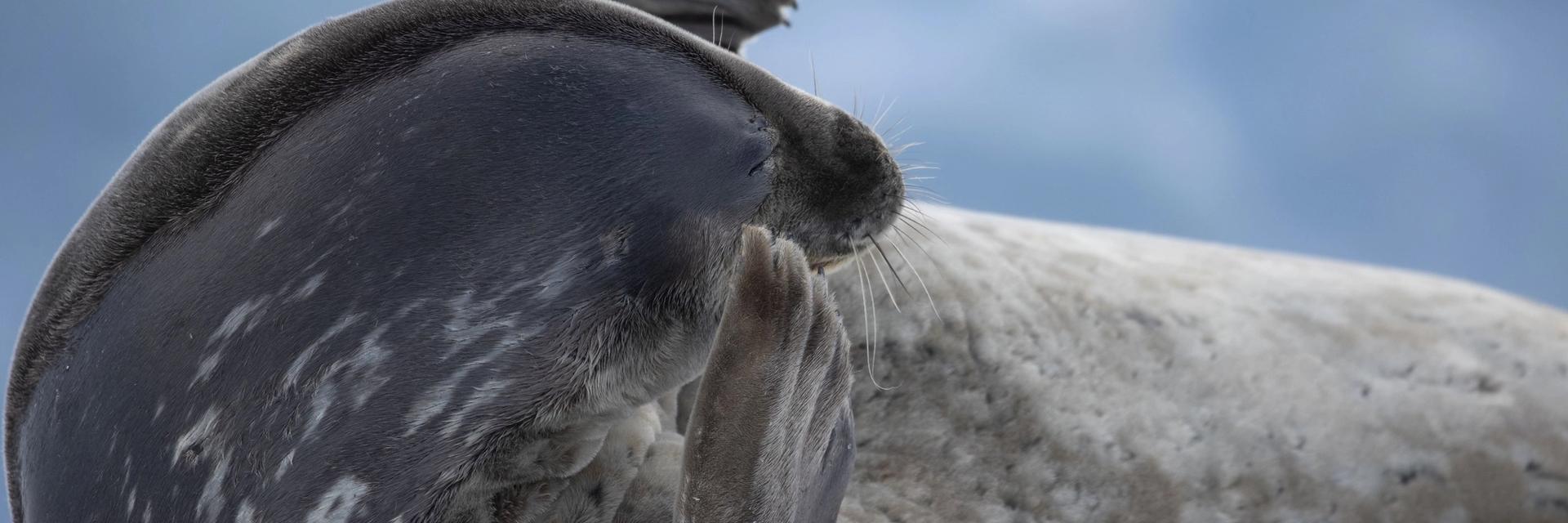 seal antarctica cruise