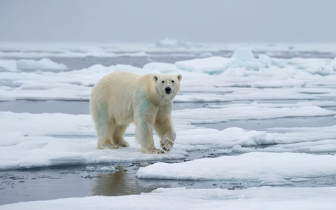 Arctic Expedition Cruise 101: Svalbard, Greenland & the Northwest Passage Explained