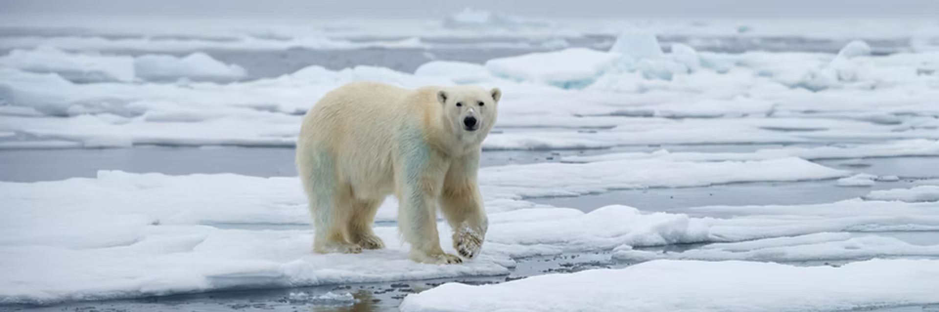 expedition cruise artic greenland