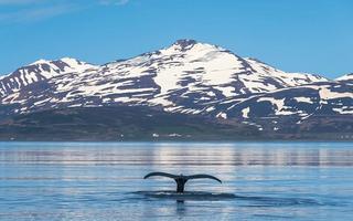 Best Time of Year for an Iceland Expedition Cruise