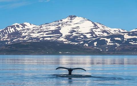 Best Time of Year for an Iceland Expedition Cruise
