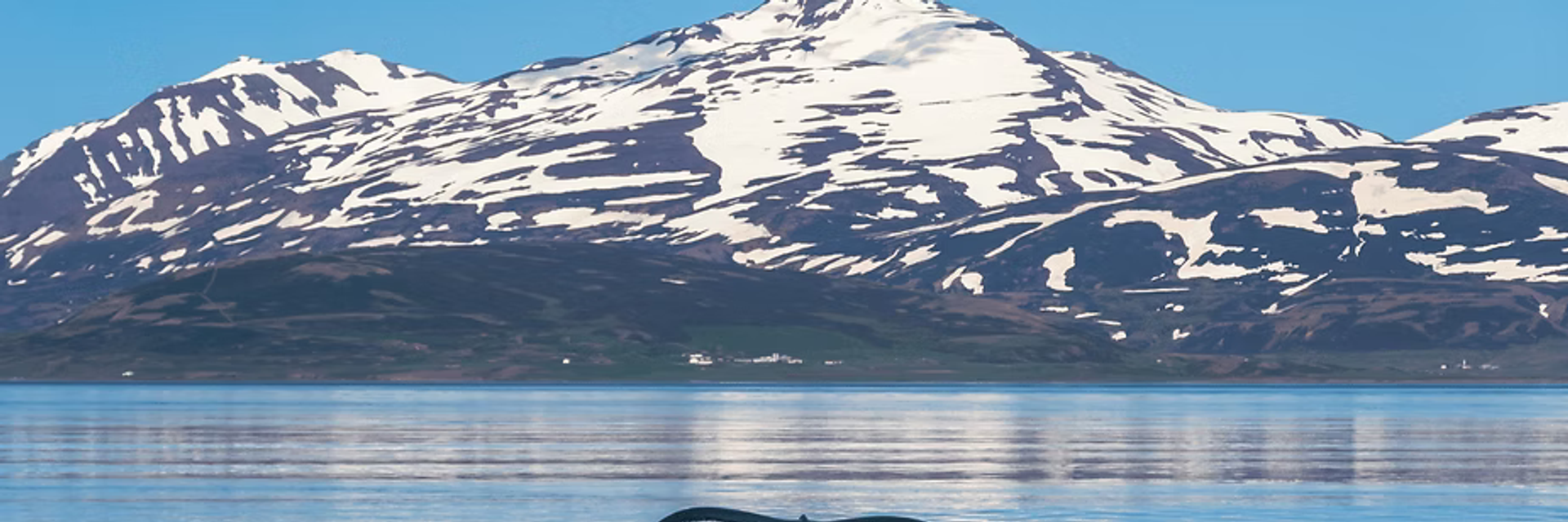 expedition cruise whale in front of Iceland