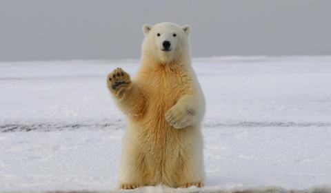 polar bear artic expedition cruise