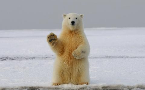 Arctic Expedition Cruise Cost Guide: What You'll Actually Pay