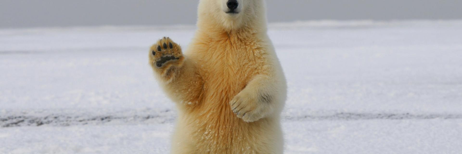 polar bear artic expedition cruise