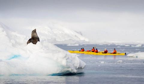 antarctica seal