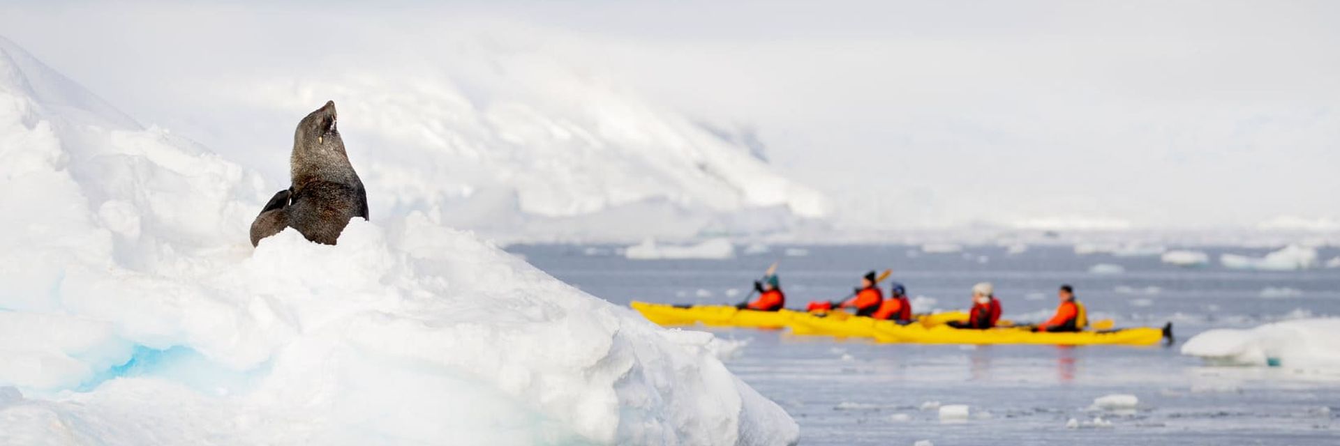 antarctica seal