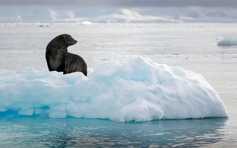 Best Time of Year for an Antarctica Cruise Trip