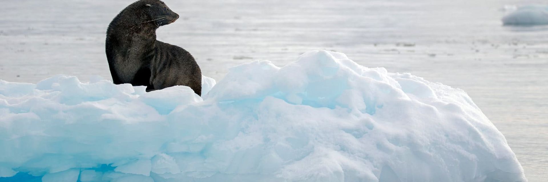 expedition antarctica sea lion