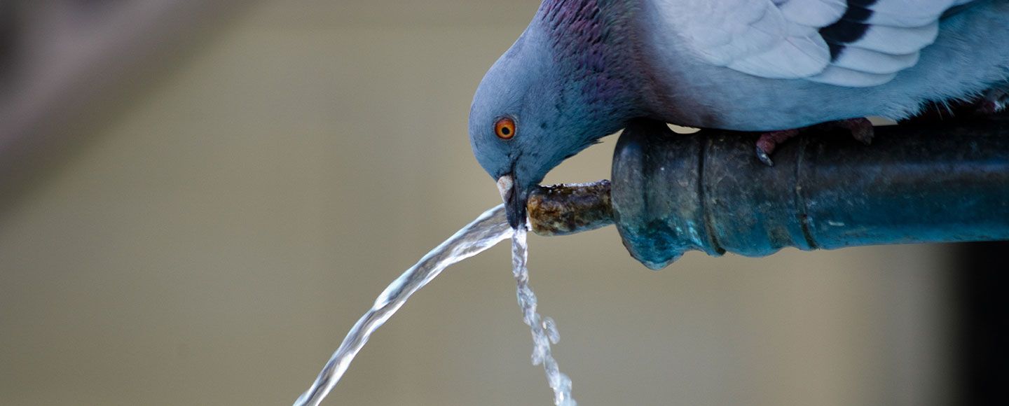 ecogeste du mois : comment préserver l’eau - nature